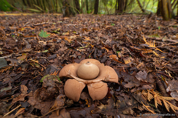 Paddenstoelen 2023-166