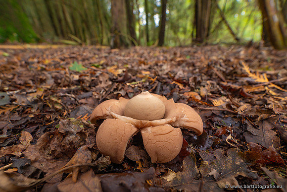 Paddenstoelen 2023-167