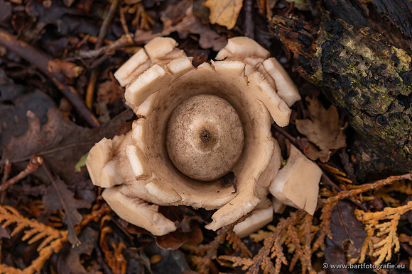 Paddenstoelen 2023-168