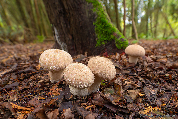 Paddenstoelen 2023-170