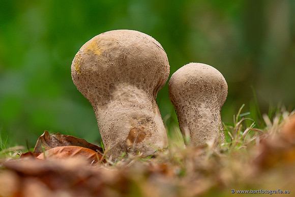 Paddenstoelen 2023-171