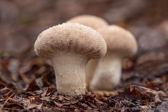 Paddenstoelen 2023-172