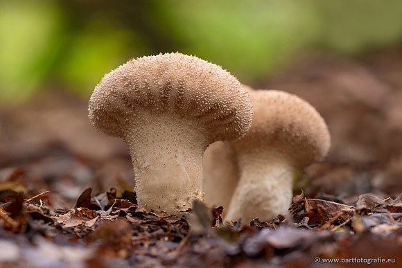 Paddenstoelen 2023-173