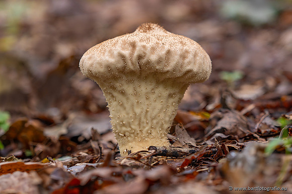 Paddenstoelen 2023-174