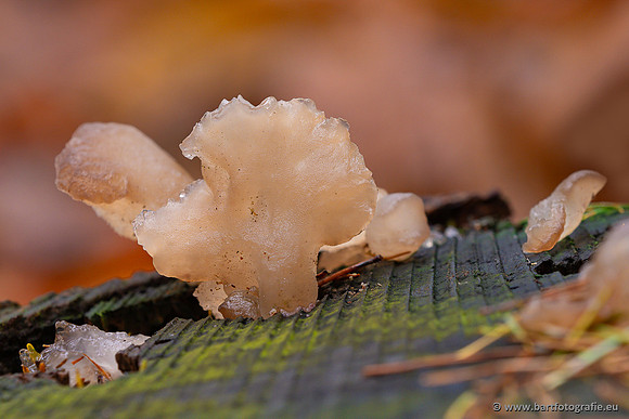 Paddenstoelen 2023-176