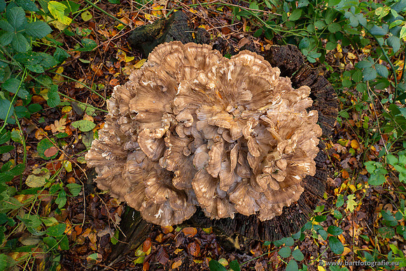 Paddenstoelen 2023-157