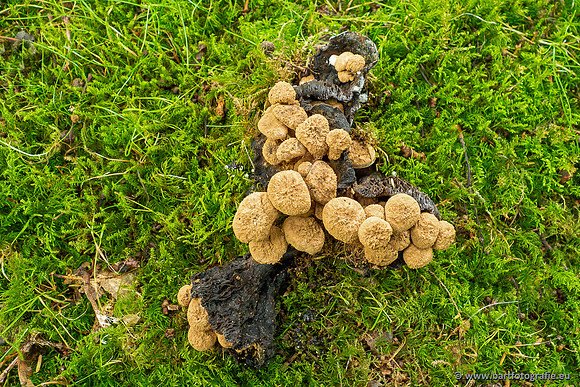 Paddenstoelen 2023-039