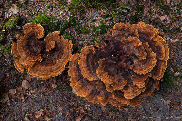 Paddenstoelen 2023-070