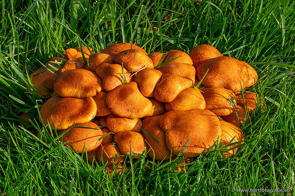 Paddenstoelen 2023-095