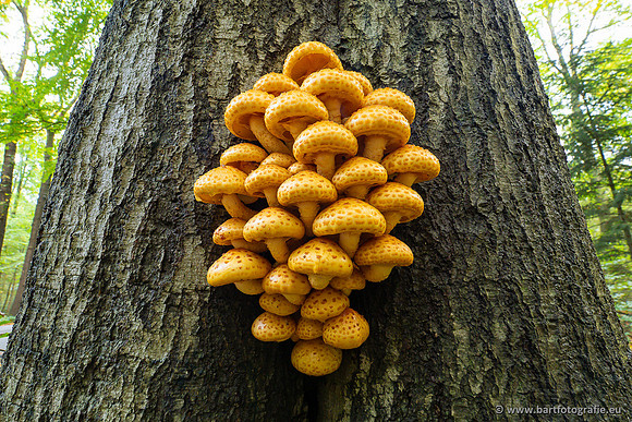 Paddenstoelen 2023-155