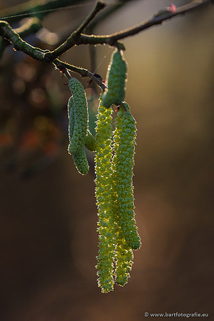 Bloemen en Planten Bart Fotografie-1331