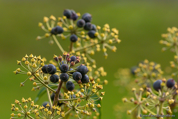 Bloemen en Planten Bart Fotografie-1335