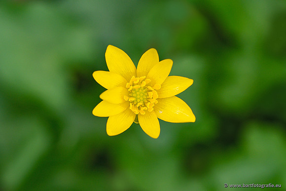 Bloemen en Planten Bart Fotografie-1337