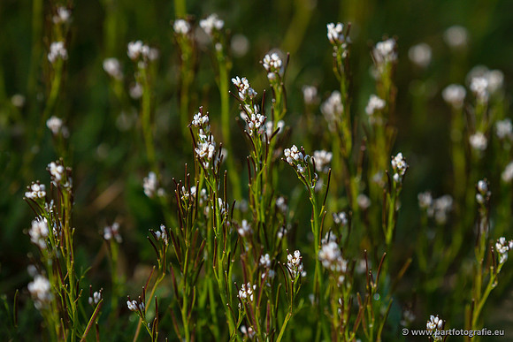Bloemen en Planten Bart Fotografie-1338