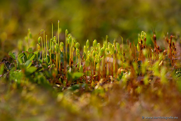 Bloemen en Planten Bart Fotografie-1339