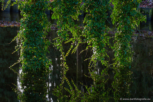 Bloemen en Planten Bart Fotografie-1330