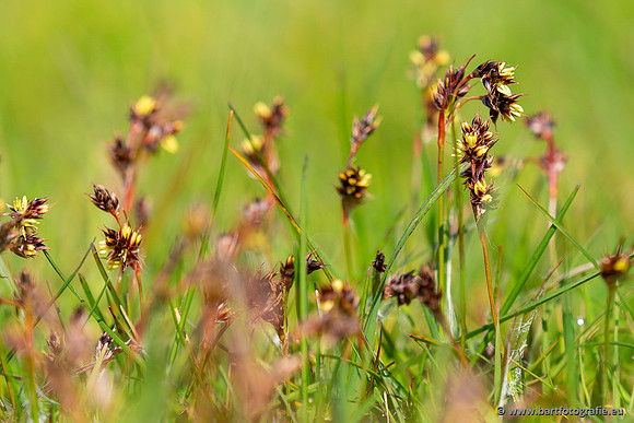 Bloemen en Planten Bart Fotografie-1340