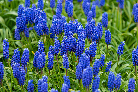 Bloemen en Planten Bart Fotografie-1341