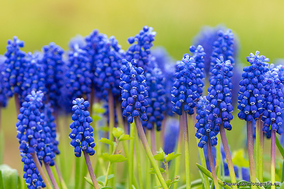 Bloemen en Planten Bart Fotografie-1342