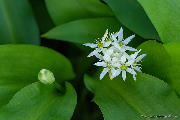 Bloemen en Planten Bart Fotografie-1343