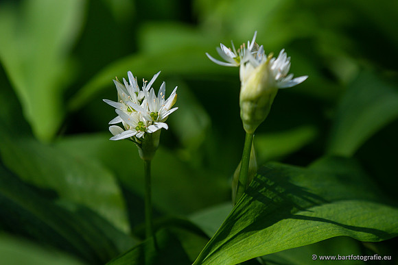 Bloemen en Planten Bart Fotografie-1344