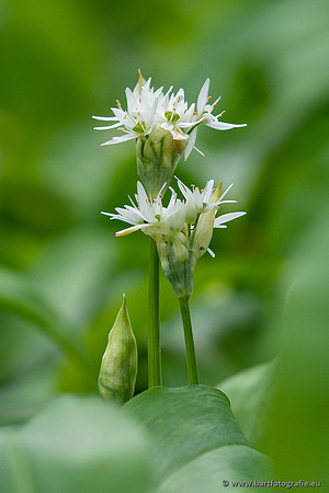 Bloemen en Planten Bart Fotografie-1345