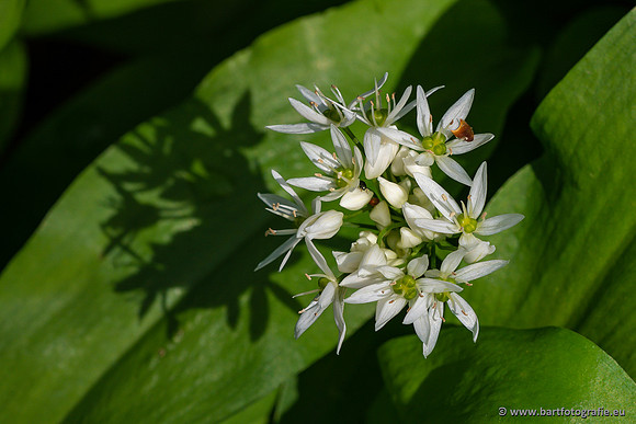 Bloemen en Planten Bart Fotografie-1347