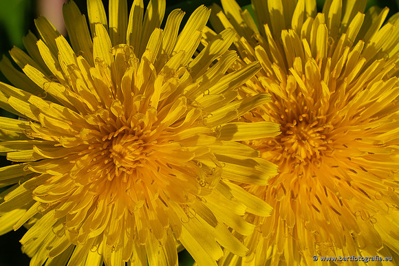 Bloemen en Planten Bart Fotografie-1349