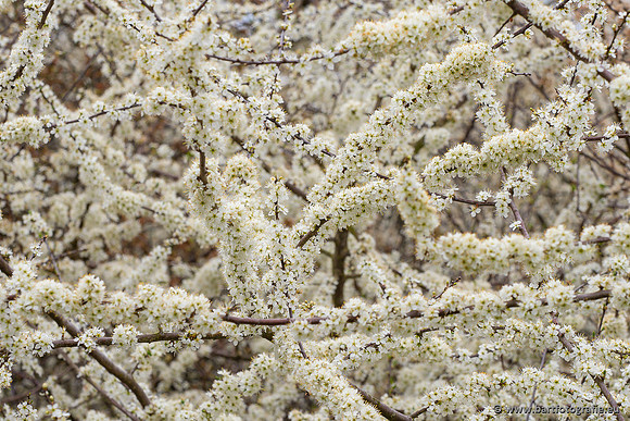 Bloemen en Planten Bart Fotografie-1350