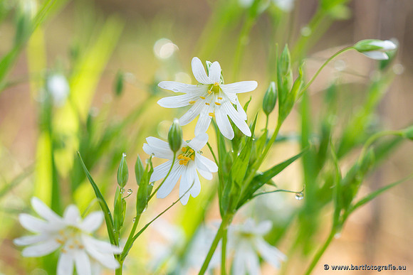 Bloemen en Planten Bart Fotografie-1351