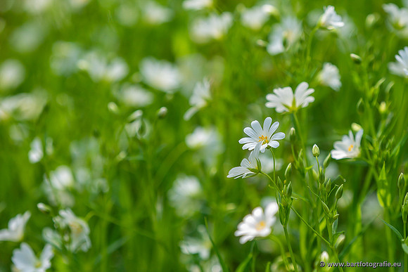 Bloemen en Planten Bart Fotografie-1352
