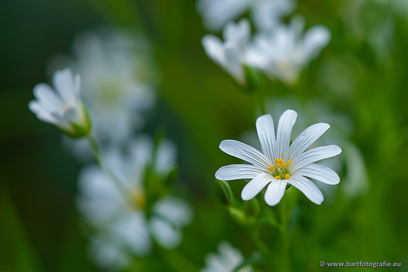 Bloemen en Planten Bart Fotografie-1353