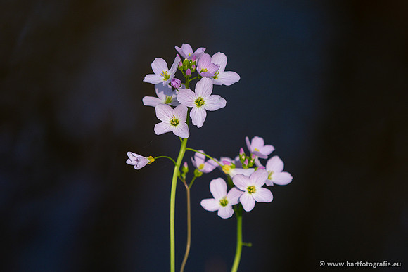 Bloemen en Planten Bart Fotografie-1354