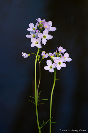 Bloemen en Planten Bart Fotografie-1355