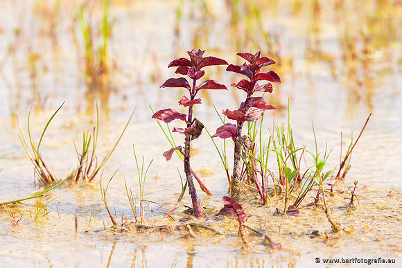 Bloemen en Planten Bart Fotografie-1361