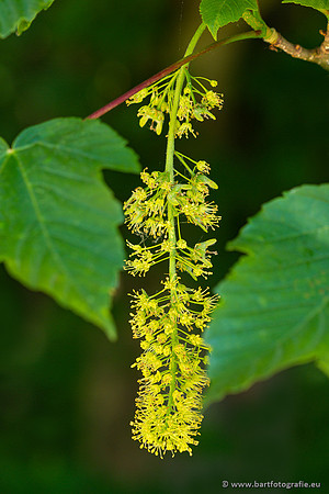 Bloemen en Planten Bart Fotografie-1363