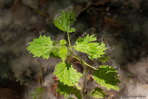 Bloemen en Planten Bart Fotografie-1369