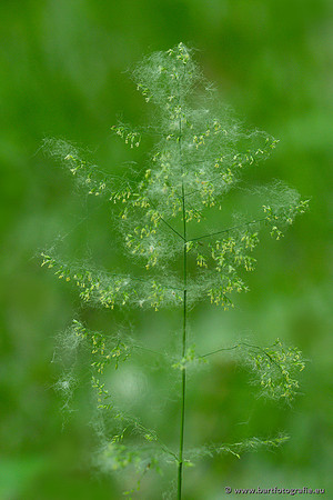 Bloemen en Planten Bart Fotografie-1372