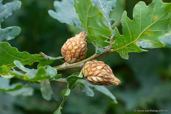 Bloemen en Planten Bart Fotografie-1374