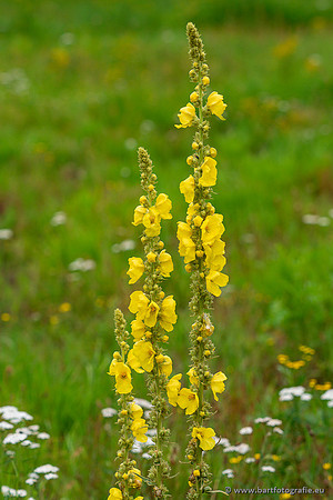 Bloemen en Planten Bart Fotografie-1377