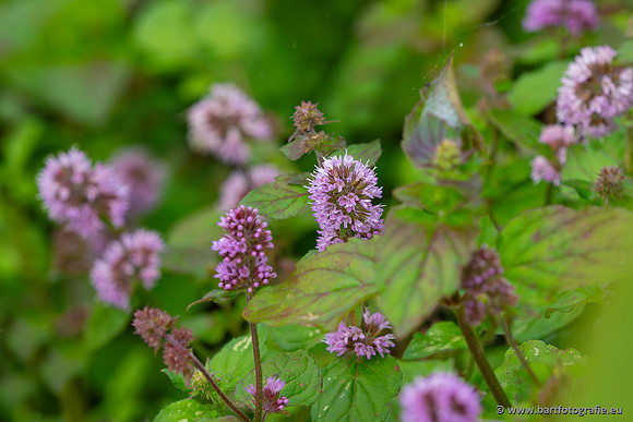 Bloemen en Planten Bart Fotografie-1381