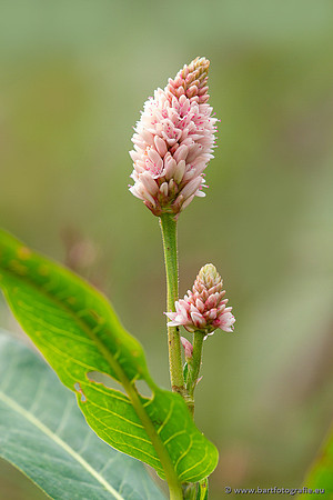 Bloemen en Planten Bart Fotografie-1382