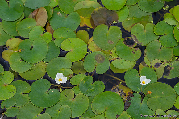 Bloemen en Planten Bart Fotografie-1383