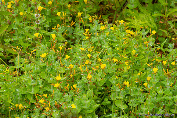 Bloemen en Planten Bart Fotografie-1385