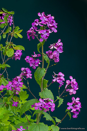 Bloemen en Planten Bart Fotografie-1358