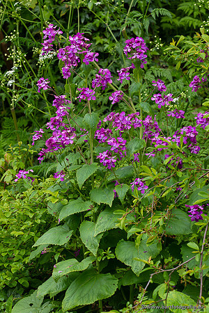 Bloemen en Planten Bart Fotografie-1359