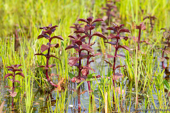 Bloemen en Planten Bart Fotografie-1360