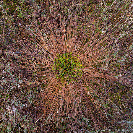 Bloemen en Planten Bart Fotografie-1356
