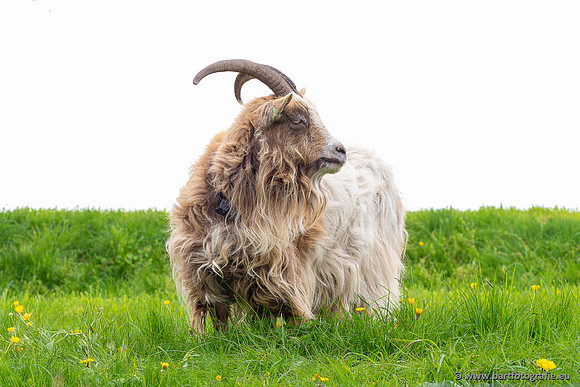 Cultuurdieren, Bart Fotografie-272
