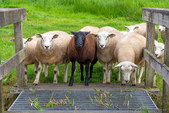 Cultuurdieren, Bart Fotografie-274